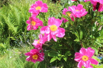 Corinne Brossier,magnetiseur traditionnel à l'Isle-Adam 95290 val-d'oise 95,coupeur de feu à l'Isle-Adam 95290 val-d'oise 95,Accompagnements énergétiques à l'Isle-Adam 95290 val-d'oise 95,magnetiseur,magnetiseuse,naturopathie à l'Isle-Adam 95290 val-d'ois
