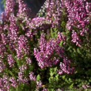 Corinne Brossier,magnetiseur guerissseur,energeticienne psycho-corporelle,magnetiseur,magnetiseuse,guérisseur,guérisseuse,psycho-energetique,naturapathie,Paris,IDF,Val-d'Oise,L'Isle-Adam,accompagnement énergétique,séance magnétisme,stress,guidance