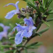 Corinne Brossier,magnetiseur guerissseur,energeticienne psycho-corporelle,magnetiseur,magnetiseuse,guérisseur,guérisseuse,psycho-energetique,naturapathie,Paris,IDF,Val-d'Oise,L'Isle-Adam,accompagnement énergétique,séance magnétisme,stress,guidance