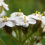 Corinne Brossier,magnetiseur guerissseur,energeticienne psycho-corporelle,magnetiseur,magnetiseuse,guérisseur,guérisseuse,psycho-energetique,naturapathie,Paris,IDF,Val-d'Oise,L'Isle-Adam,accompagnement énergétique,séance magnétisme,stress,guidance