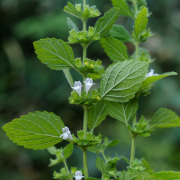 Corinne Brossier,magnetiseur guerissseur,energeticienne psycho-corporelle,magnetiseur,magnetiseuse,guérisseur,guérisseuse,psycho-energetique,naturapathie,Paris,IDF,Val-d'Oise,L'Isle-Adam,accompagnement énergétique,séance magnétisme,stress,guidance