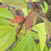 Corinne Brossier,magnetiseur guerissseur,energeticienne psycho-corporelle,magnetiseur,magnetiseuse,guérisseur,guérisseuse,psycho-energetique,naturapathie,Paris,IDF,Val-d'Oise,L'Isle-Adam,accompagnement énergétique,séance magnétisme,stress,guidance