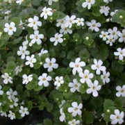 Corinne Brossier,magnetiseur guerissseur,energeticienne psycho-corporelle,magnetiseur,magnetiseuse,guérisseur,guérisseuse,psycho-energetique,naturapathie,Paris,IDF,Val-d'Oise,L'Isle-Adam,accompagnement énergétique,séance magnétisme,stress,guidance