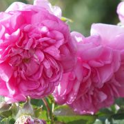 Corinne Brossier,magnetiseur guerissseur traditionnel,energeticienne psycho-corporelle,magnetiseur,magnetiseuse,guérisseur,guérisseuse,psycho-energetique,naturapathie,Paris,IDF,Val-d'Oise,L'Isle-Adam,accompagnement énergétique,stress,guidance