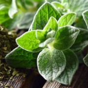 Corinne Brossier,magnetiseur guerissseur,energeticienne psycho-corporelle,magnetiseur,magnetiseuse,guérisseur,guérisseuse,psycho-energetique,naturapathie,Paris,IDF,Val-d'Oise,L'Isle-Adam,accompagnement énergétique,séance magnétisme,stress,guidance