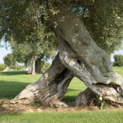 Corinne Brossier,magnetiseur guerissseur,energeticienne psycho-corporelle,magnetiseur,magnetiseuse,guérisseur,guérisseuse,psycho-energetique,naturapathie,Paris,IDF,Val-d'Oise,L'Isle-Adam,accompagnement énergétique,séance magnétisme,stress,guidance