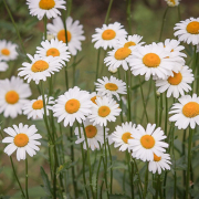 Corinne Brossier,magnetiseur guerissseur,energeticienne psycho-corporelle,magnetiseur,magnetiseuse,guérisseur,guérisseuse,psycho-energetique,naturapathie,Paris,IDF,Val-d'Oise,L'Isle-Adam,accompagnement énergétique,séance magnétisme,stress,guidance