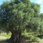 Corinne Brossier,magnetiseur guerissseur,energeticienne psycho-corporelle,magnetiseur,magnetiseuse,guérisseur,guérisseuse,psycho-energetique,naturapathie,Paris,IDF,Val-d'Oise,L'Isle-Adam,accompagnement énergétique,séance magnétisme,stress,guidance