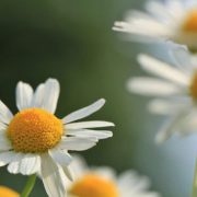 Corinne Brossier,magnetiseur guerissseur,energeticienne psycho-corporelle,magnetiseur,magnetiseuse,guérisseur,guérisseuse,psycho-energetique,naturapathie,Paris,IDF,Val-d'Oise,L'Isle-Adam,accompagnement énergétique,séance magnétisme,stress,guidance