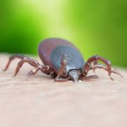 Corinne Brossier,magnetiseur guerissseur,energeticienne psycho-corporelle,magnetiseur,magnetiseuse,guérisseur,guérisseuse,psycho-energetique,naturapathie,Paris,IDF,Val-d'Oise,L'Isle-Adam,accompagnement énergétique,séance magnétisme,stress,guidance