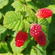Corinne Brossier,magnetiseur guerissseur traditionnel,energeticienne psycho-corporelle,magnetiseur,magnetiseuse,guérisseur,guérisseuse,psycho-energetique,naturapathie,Paris,IDF,Val-d'Oise,L'Isle-Adam,accompagnement énergétique,stress,guidance