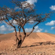 Corinne Brossier,magnetiseur guerissseur traditionnel,energeticienne psycho-corporelle,magnetiseur,magnetiseuse,guérisseur,guérisseuse,psycho-energetique,naturapathie,Paris,IDF,Val-d'Oise,L'Isle-Adam,accompagnement énergétique,stress,guidance