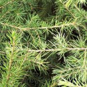 Corinne Brossier,magnetiseur guerissseur traditionnel,energeticienne psycho-corporelle,magnetiseur,magnetiseuse,guérisseur,guérisseuse,psycho-energetique,naturapathie,Paris,IDF,Val-d'Oise,L'Isle-Adam,accompagnement énergétique,stress,guidance