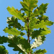 Corinne Brossier,magnetiseur guerissseur,energeticienne psycho-corporelle,magnetiseur,magnetiseuse,guérisseur,guérisseuse,psycho-energetique,naturapathie,Paris,IDF,Val-d'Oise,L'Isle-Adam,accompagnement énergétique,séance magnétisme,stress,guidance