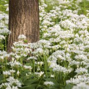 Corinne Brossier,magnetiseur guerissseur,energeticienne psycho-corporelle,magnetiseur,magnetiseuse,guérisseur,guérisseuse,psycho-energetique,naturapathie,Paris,IDF,Val-d'Oise,L'Isle-Adam,accompagnement énergétique,séance magnétisme,stress,guidance