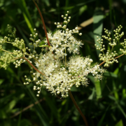 Corinne Brossier,magnetiseur guerissseur,energeticienne psycho-corporelle,magnetiseur,magnetiseuse,guérisseur,guérisseuse,psycho-energetique,naturapathie,Paris,IDF,Val-d'Oise,L'Isle-Adam,accompagnement énergétique,séance magnétisme,stress,guidance