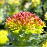 Corinne Brossier,magnetiseur guerissseur,energeticienne psycho-corporelle,magnetiseur,magnetiseuse,guérisseur,guérisseuse,psycho-energetique,naturapathie,Paris,IDF,Val-d'Oise,L'Isle-Adam,accompagnement énergétique,séance magnétisme,stress,guidance