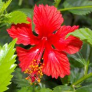 Corinne Brossier,magnetiseur guerissseur,energeticienne psycho-corporelle,magnetiseur,magnetiseuse,guérisseur,guérisseuse,psycho-energetique,naturapathie,Paris,IDF,Val-d'Oise,L'Isle-Adam,accompagnement énergétique,séance magnétisme,stress,guidance