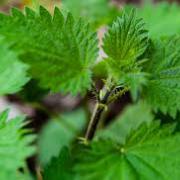 Corinne Brossier,magnetiseur guerissseur,energeticienne psycho-corporelle,magnetiseur,magnetiseuse,guérisseur,guérisseuse,psycho-energetique,naturapathie,Paris,IDF,Val-d'Oise,L'Isle-Adam,accompagnement énergétique,séance magnétisme,stress,guidance