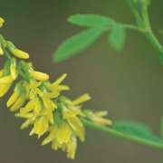Corinne Brossier,magnetiseur guerissseur traditionnel,energeticienne psycho-corporelle,magnetiseur,magnetiseuse,guérisseur,guérisseuse,psycho-energetique,naturapathie,Paris,IDF,Val-d'Oise,L'Isle-Adam,accompagnement énergétique,stress,guidance