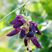 Corinne Brossier,magnetiseur guerissseur traditionnel,energeticienne psycho-corporelle,magnetiseur,magnetiseuse,guérisseur,guérisseuse,psycho-energetique,naturapathie,Paris,IDF,Val-d'Oise,L'Isle-Adam,accompagnement énergétique,stress,guidance