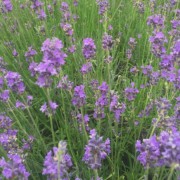 Corinne Brossier,magnetiseur guerissseur traditionnel,energeticienne psycho-corporelle,magnetiseur,magnetiseuse,guérisseur,guérisseuse,psycho-energetique,naturapathie,Paris,IDF,Val-d'Oise,L'Isle-Adam,accompagnement énergétique,stress,guidance