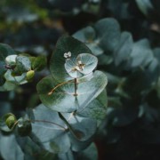 Corinne Brossier,magnetiseur guerissseur traditionnel,energeticienne psycho-corporelle,magnetiseur,magnetiseuse,guérisseur,guérisseuse,psycho-energetique,naturapathie,Paris,IDF,Val-d'Oise,L'Isle-Adam,accompagnement énergétique,stress,guidance