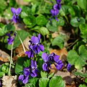 Corinne Brossier,magnetiseur guerissseur,energeticienne psycho-corporelle,magnetiseur,magnetiseuse,guérisseur,guérisseuse,psycho-energetique,naturapathie,Paris,IDF,Val-d'Oise,L'Isle-Adam,accompagnement énergétique,séance magnétisme,stress,guidance