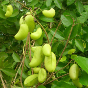 Corinne Brossier,magnetiseur guerissseur,energeticienne psycho-corporelle,magnetiseur,magnetiseuse,guérisseur,guérisseuse,psycho-energetique,naturapathie,Paris,IDF,Val-d'Oise,L'Isle-Adam,accompagnement énergétique,séance magnétisme,stress,guidance