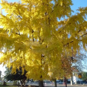 Corinne Brossier,magnetiseur guerissseur,energeticienne psycho-corporelle,magnetiseur,magnetiseuse,guérisseur,guérisseuse,psycho-energetique,naturapathie,Paris,IDF,Val-d'Oise,L'Isle-Adam,accompagnement énergétique,séance magnétisme,stress,guidance
