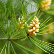 Corinne Brossier,magnetiseur guerissseur,energeticienne psycho-corporelle,magnetiseur,magnetiseuse,guérisseur,guérisseuse,psycho-energetique,naturapathie,Paris,IDF,Val-d'Oise,L'Isle-Adam,accompagnement énergétique,séance magnétisme,stress,guidance