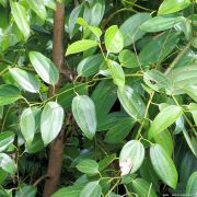 Corinne Brossier,magnetiseur guerissseur,energeticienne psycho-corporelle,magnetiseur,magnetiseuse,guérisseur,guérisseuse,psycho-energetique,naturapathie,Paris,IDF,Val-d'Oise,L'Isle-Adam,accompagnement énergétique,séance magnétisme,stress,guidance