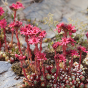 Corinne Brossier,magnetiseur guerissseur,energeticienne psycho-corporelle,magnetiseur,magnetiseuse,guérisseur,guérisseuse,psycho-energetique,naturapathie,Paris,IDF,Val-d'Oise,L'Isle-Adam,accompagnement énergétique,séance magnétisme,stress,guidance
