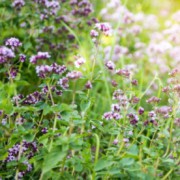  Corinne Brossier,magnetiseur guerissseur traditionnel,energeticienne psycho-corporelle,magnetiseur,magnetiseuse,guérisseur,guérisseuse,psycho-energetique,naturapathie,Paris,IDF,Val-d'Oise,L'Isle-Adam,accompagnement énergétique,stress,guidance