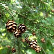  Corinne Brossier,magnetiseur traditionnel,energeticienne psycho-corporelle,magnetiseur,magnetiseuse,psycho-energetique,naturapathie,Paris 75,IDF,Val-d'Oise 95,L'Isle-Adam 95290,accompagnements énergétiques et holistiques,stress,guidance