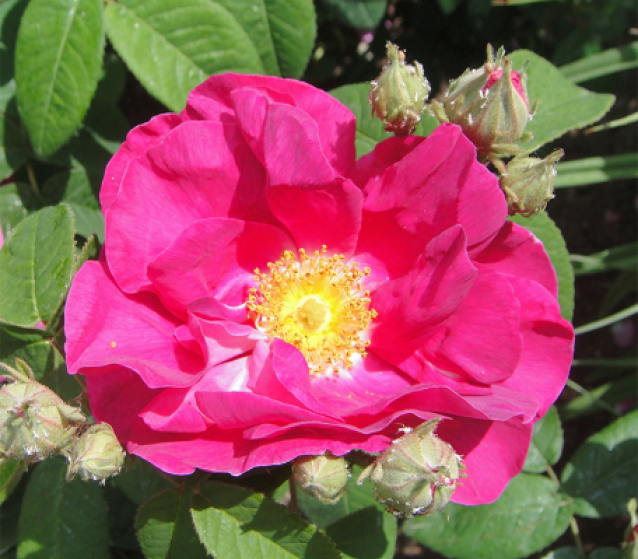 Corinne Brossier,magnetiseur,coupeur de feu,psycho-corporelle,thérapie énergétique,magnetiseur,magnetiseuse, accompagnements énergétiques et holistiques,naturopathie,Paris,IDF,Val-d'Oise 95,L'Isle-Adam 95290,accompagnement énergétique,séance magnétisme,stress,burn-out, 95,magnetiseur avis témoignages,témoignages,corinne brossier avis témoignages,relaxation 95,guidance,,devenir magnetiseur,Guerison,imposition des mains,energie universelle,couper le feu,soulager le stress,soulager les douleurs,soigner,apaiser,reequilibrer,liberer les énergies,soulager les tensions,auto-guerison,purification,thérapie energétique,maux de tete,barreur de feu,techniques energétiques,guidance,voyance,médium,tarot,oracle